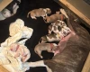 American Bulldog