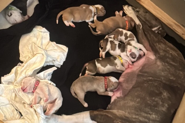 American Bulldog