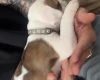 American Bulldog