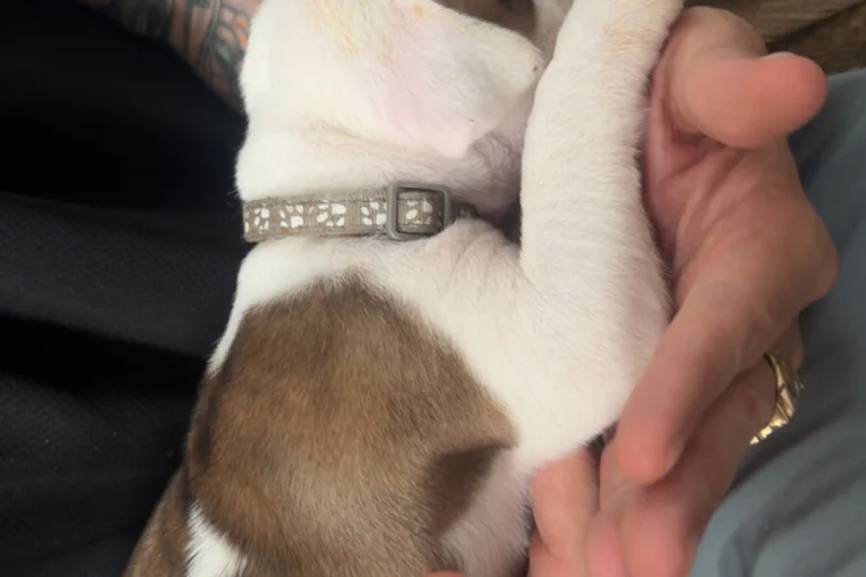 American Bulldog
