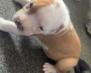 American Bulldog