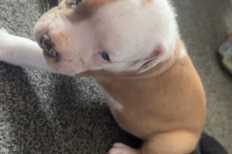 American Bulldog