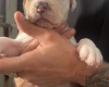 American Bulldog