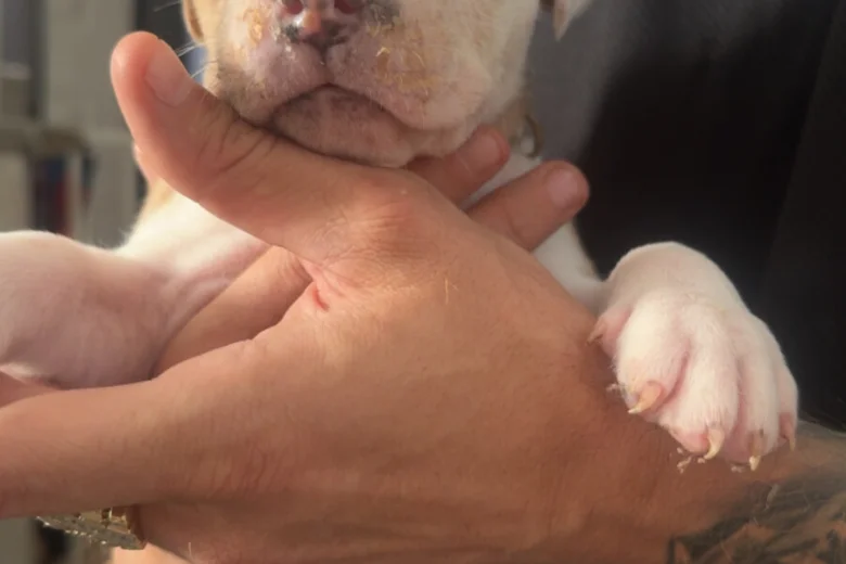 American Bulldog