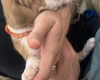 American Bulldog