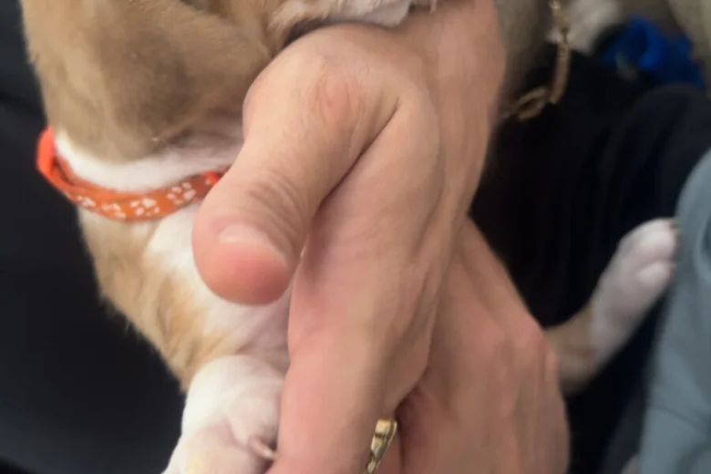 American Bulldog