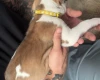 American Bulldog