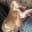 American Bulldog