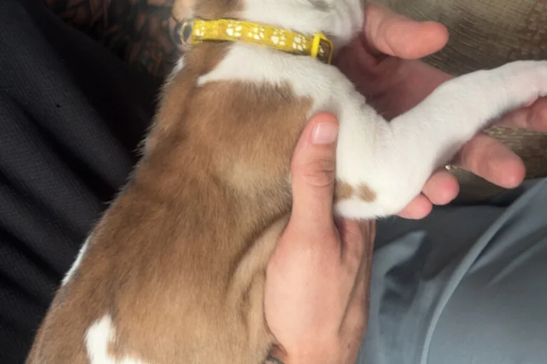 American Bulldog