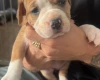 American Bulldog