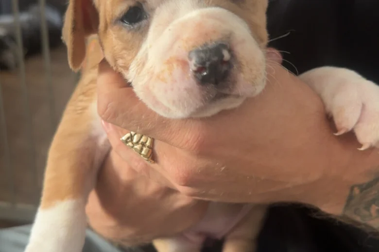 American Bulldog
