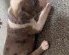 American Bulldog