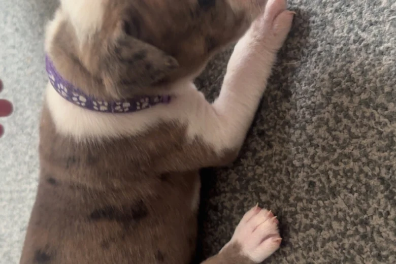 American Bulldog