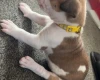 American Bulldog