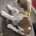 American Bulldog