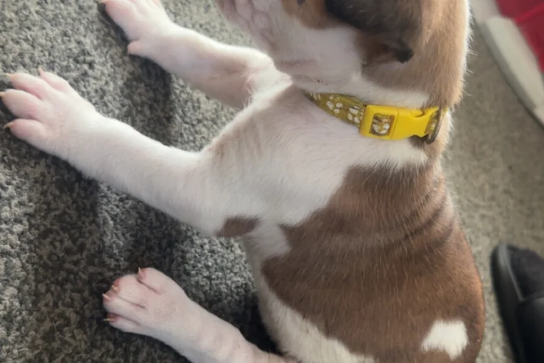 American Bulldog
