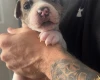 American Bulldog