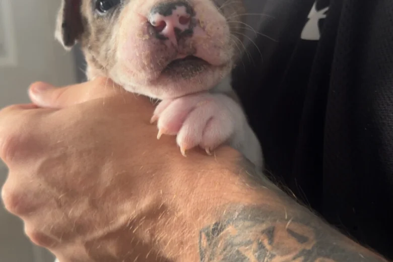 American Bulldog