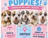 American Bulldog