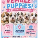 American Bulldog