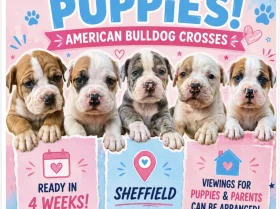 American Bulldog