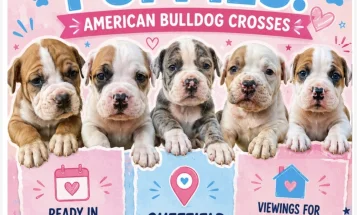 American Bulldog