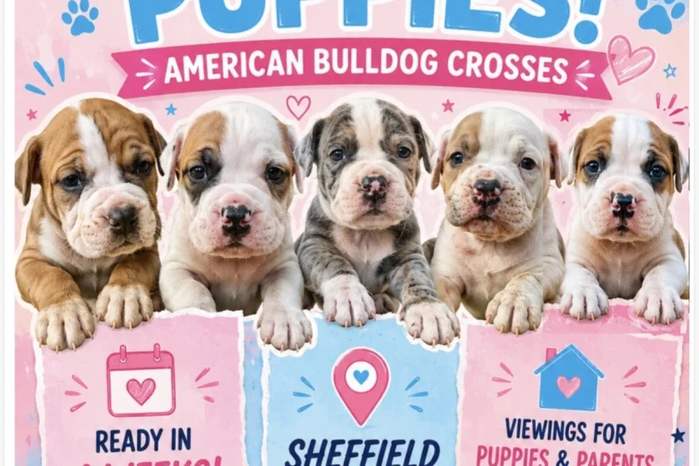 American Bulldog
