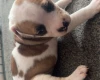 American Bulldog