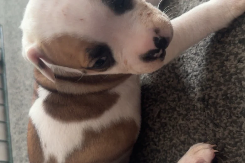 American Bulldog