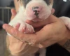 American Bulldog