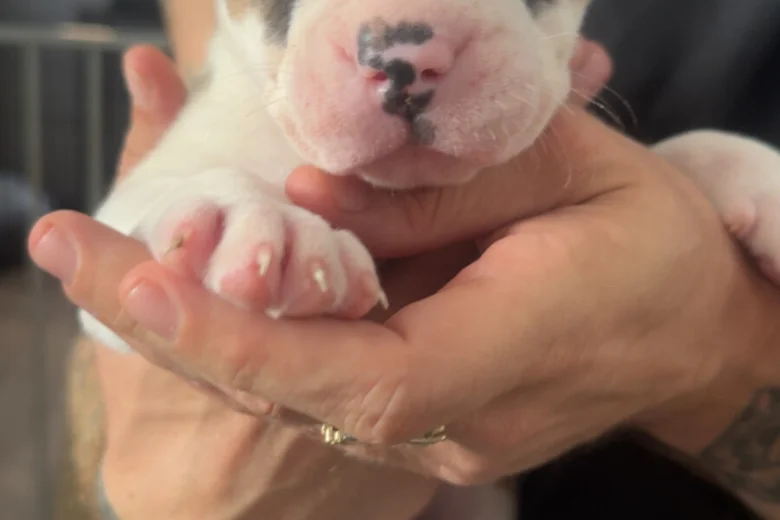 American Bulldog
