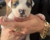 American Bulldog
