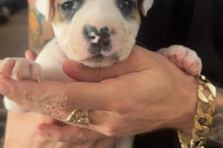 American Bulldog