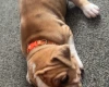 American Bulldog