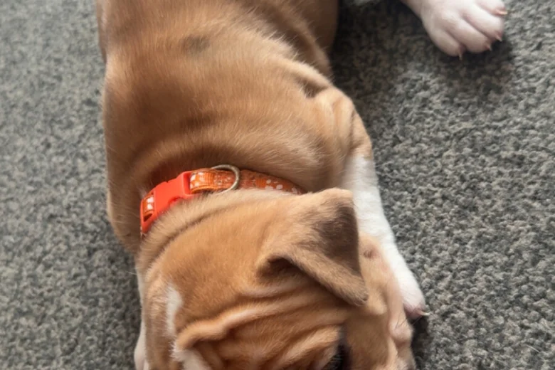 American Bulldog