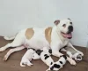 Mixed Breed