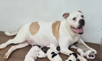 Mixed Breed