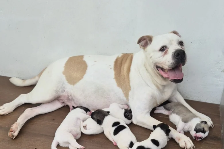 Mixed Breed