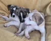 Mixed Breed