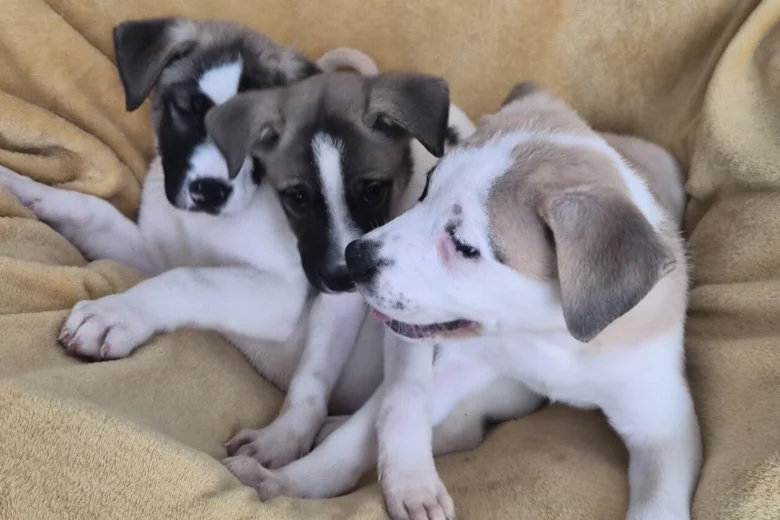 Mixed Breed