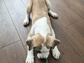 Mixed Breed