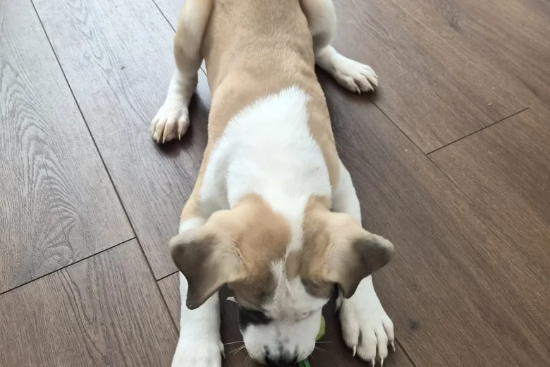 Mixed Breed