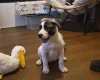 Mixed Breed