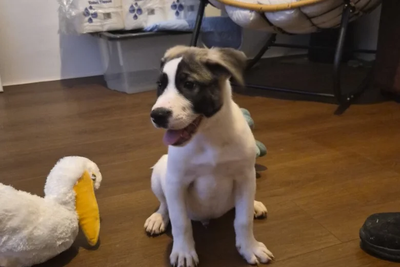 Mixed Breed