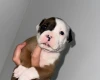 American Bulldog