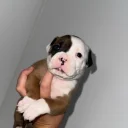 American Bulldog