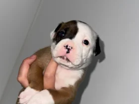 American Bulldog