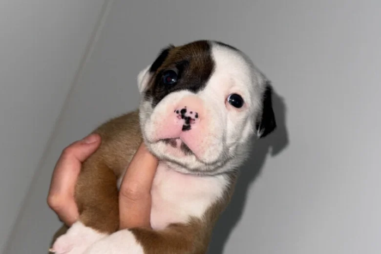 American Bulldog