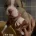 American Bulldog