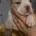 American Bulldog